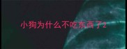 小狗为什么不吃东西了