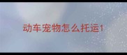 动车宠物怎么托运
