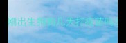 刚出生狗狗几天打疫苗吗