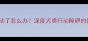 中老年泰迪走不动了怎么办深度犬类行动障碍的护理与康复指南