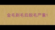 金毛剃毛后脱毛严重