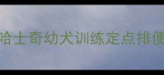 哈士奇幼犬训练定点排便