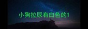 小狗拉尿有白色的