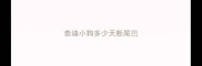 泰迪小狗多少天断尾巴