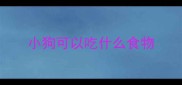小狗可以吃什么食物