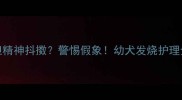 狗狗高烧39度但精神抖擞警惕假象幼犬发烧护理全攻略