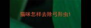 猫咪怎样去除弓形虫