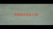 母狗是怎样生小狗