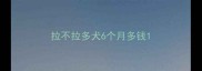 拉不拉多犬6个月多钱
