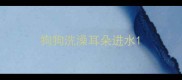 狗狗洗澡耳朵进水