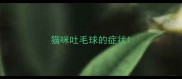 猫咪吐毛球的症状