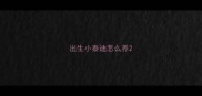 出生小泰迪怎么养