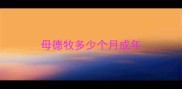 母德牧多少个月成年