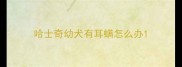 哈士奇幼犬有耳螨怎么办