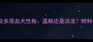 金毛拉布拉多混血犬性格温顺还是活泼附科学饲养指南