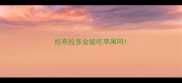 拉布拉多会能吃苹果吗