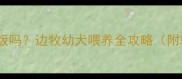 三个月边牧可以吃饭吗边牧幼犬喂养全攻略附辅食添加时间表