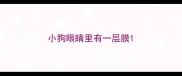 小狗眼睛里有一层膜