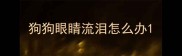 狗狗眼睛流泪怎么办
