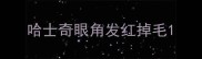 哈士奇眼角发红掉毛