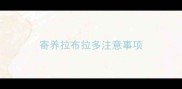 寄养拉布拉多注意事项