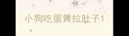 小狗吃蛋黄拉肚子