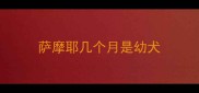 萨摩耶几个月是幼犬