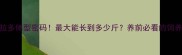 拉布拉多体型密码最大能长到多少斤养前必看的饲养指南