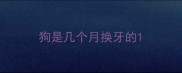 狗是几个月换牙的