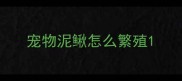 宠物泥鳅怎么繁殖