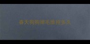 春天狗狗掉毛维持多久
