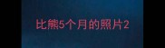 比熊5个月的照片