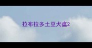 拉布拉多土豆犬瘟