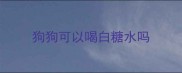 狗狗可以喝白糖水吗