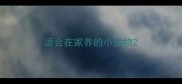 适合在家养的小宠物