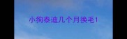 小狗泰迪几个月换毛