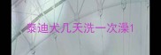 泰迪犬几天洗一次澡