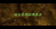 哈士奇遇到博美犬