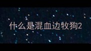 什么是混血边牧狗
