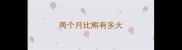 两个月比熊有多大