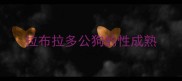 拉布拉多公狗的性成熟