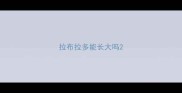 拉布拉多能长大吗