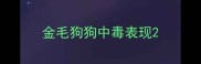 金毛狗狗中毒表现