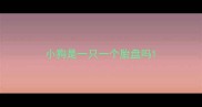 小狗是一只一个胎盘吗