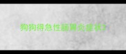 狗狗得急性肠胃炎症状