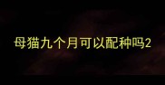 母猫九个月可以配种吗