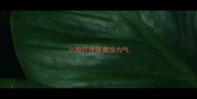 小狗打完疫苗没力气