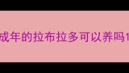 成年的拉布拉多可以养吗