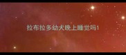 拉布拉多幼犬晚上睡觉吗