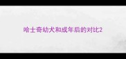哈士奇幼犬和成年后的对比